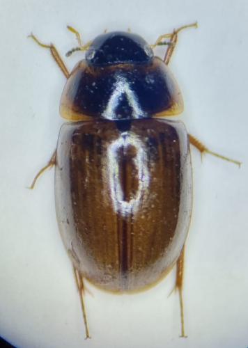 Enochrus ochropterus
